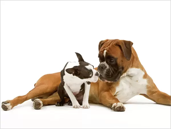 Dog - Boston Terrier and Boxer sniffing each other in studio