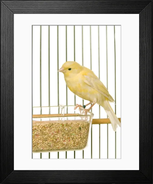 Framed Print : Yellow Canary - in cage Framed Print : Yellow Canary - in cage