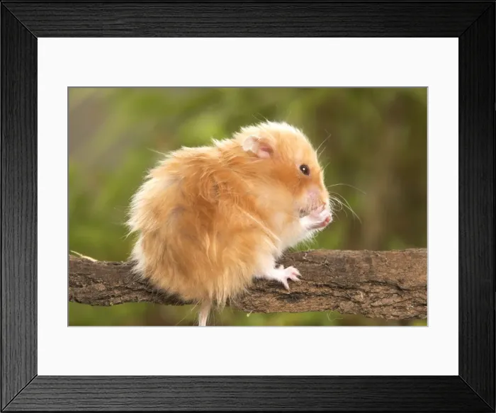 Framed Print : Angora Hamster Framed Print : Angora Hamster