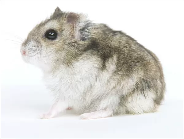 Russian Hamster - in studio