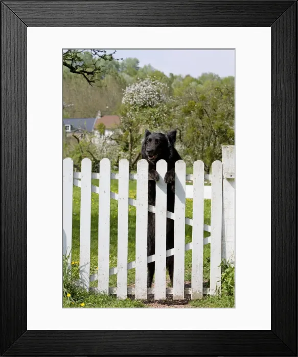 Framed Print : Dog - Belgian Sheepdog / Groenendael - Peering over gate Framed Print : Dog - Belgian Sheepdog / Groenendael - Peering over gate