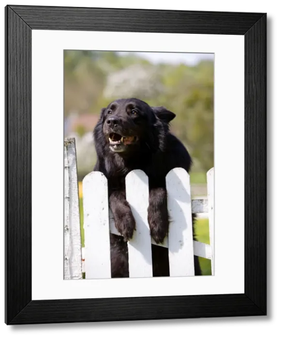 Framed Print : Dog - Belgian Sheepdog / Groenendael - Peering over gate Framed Print : Dog - Belgian Sheepdog / Groenendael - Peering over gate