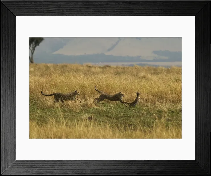 Framed Print : Cheetahs Two chasing prey TransMara, Maasai Mara, Kenya, Africa Framed Print : Cheetahs Two chasing prey TransMara, Maasai Mara, Kenya, Africa
