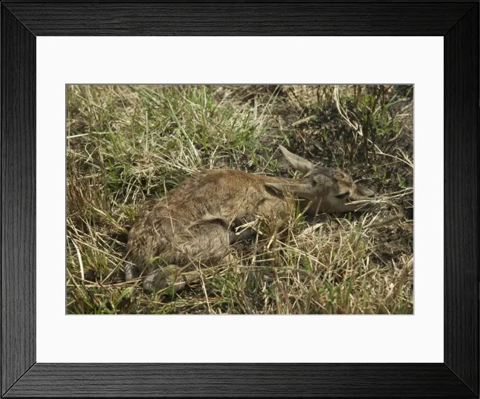 Framed Print : Thomson's Gazelle Laying down in grass Maasai Mara, Kenya, Africa Framed Print : Thomson's Gazelle Laying down in grass Maasai Mara, Kenya, Africa