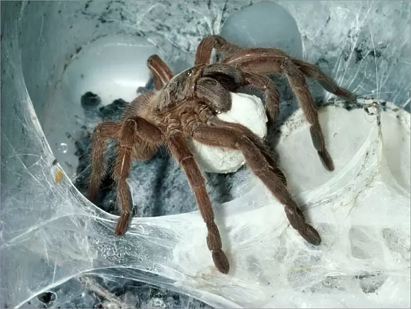 Tarantula  /  Bird-eating Spider - at nest carrying egg cocoon