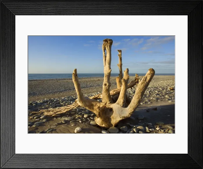 Framed Print : Driftwood by the power of water beautifully sculpted driftwood washed ashore at Gillespies Beach Westland National Park, West Coast, South Island, New Zealand Framed Print : Driftwood by the power of water beautifully sculpted driftwood washed ashore at Gillespies Beach Westland National Park, West Coast, South Island, New Zealand