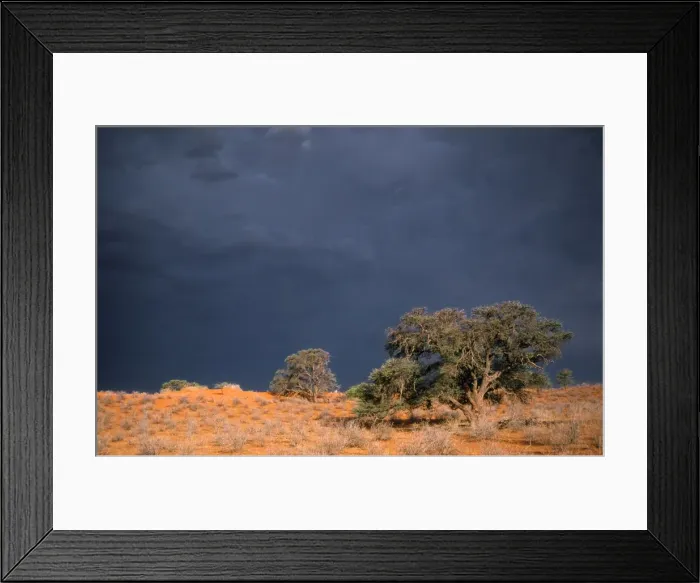 Framed Print : South Africa - thunderstorm. Red dunes & Camelthorn (Acacia erioloba) Kgalagadi Transfrontier Park, South Africa Framed Print : South Africa - thunderstorm. Red dunes & Camelthorn (Acacia erioloba) Kgalagadi Transfrontier Park, South Africa