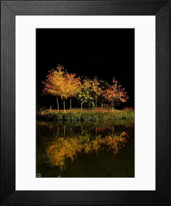 Framed Print : Autumn - first tints of autumn colour on an island of saplings on a tranquil lake Framed Print : Autumn - first tints of autumn colour on an island of saplings on a tranquil lake