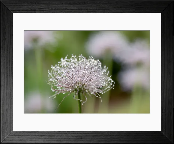 Framed Print : Common Pasqueflower - Some fine rain overnight gathered in globules on the decorative, silky seed heads. Kent garden. UK April Framed Print : Common Pasqueflower - Some fine rain overnight gathered in globules on the decorative, silky seed heads. Kent garden. UK April