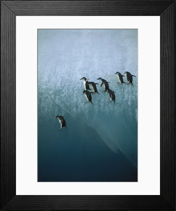 Framed Print : Chinstrap penguins - jumping off blue iceberg, South Sandwich Islands, Antarctica, Islands in the southern oceans, Antarctic peninsular JPF31492 Framed Print : Chinstrap penguins - jumping off blue iceberg, South Sandwich Islands, Antarctica, Islands in the southern oceans, Antarctic peninsular JPF31492