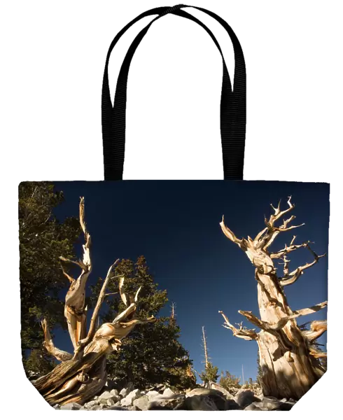 Ancient bristlecone pine trees on Wheeler Peak, Great Basin National Park