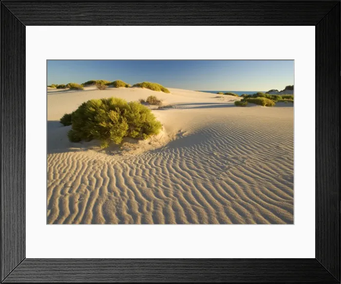 Framed Print : White dunes - dunes of nearly white sand stretch along the coastline in Cape Range National Park near Pilgramunna. The sand ripples are illuminated by a very low evening sun Framed Print : White dunes - dunes of nearly white sand stretch along the coastline in Cape Range National Park near Pilgramunna. The sand ripples are illuminated by a very low evening sun