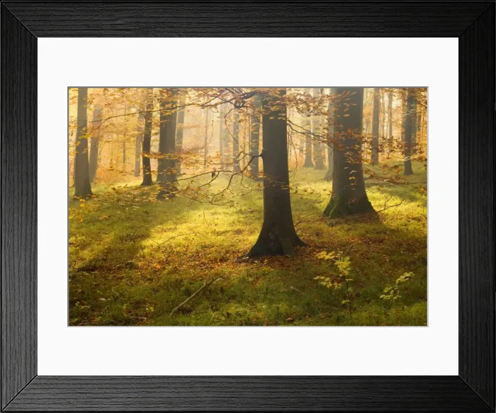 Framed Print : autumn forest - the low morning sun casts sunrays into a brightly autumn coloured beech forest. Still lingering morning fog creates a romantic atmosphere - Baden-Wuerttemberg, Germany Framed Print : autumn forest - the low morning sun casts sunrays into a brightly autumn coloured beech forest. Still lingering morning fog creates a romantic atmosphere - Baden-Wuerttemberg, Germany