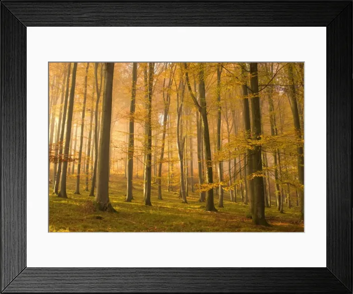 Framed Print : autumn forest - the low morning sun casts sunrays into a brightly autumn coloured beech forest. Still lingering morning fog creates a romantic atmosphere - Baden-Wuerttemberg, Germany Framed Print : autumn forest - the low morning sun casts sunrays into a brightly autumn coloured beech forest. Still lingering morning fog creates a romantic atmosphere - Baden-Wuerttemberg, Germany
