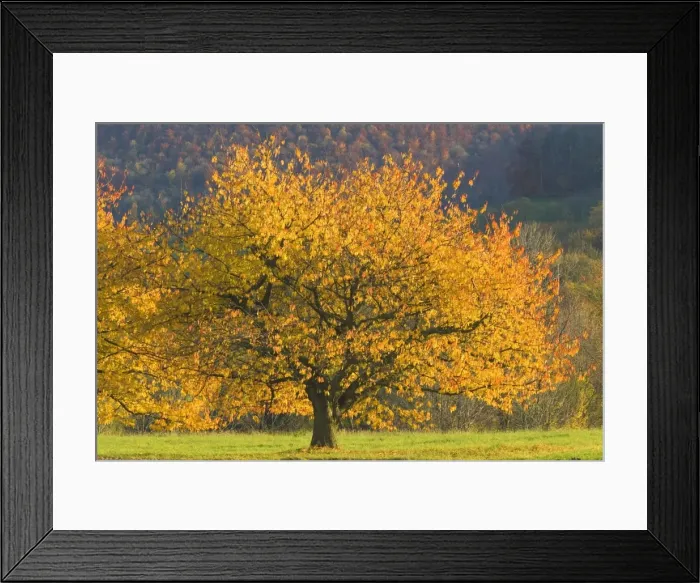 Framed Print : cherry tree - beautiful cherry tree with brightly coloured orange and yellow autumn foliage grows on a meadow - Baden-Wuerttemberg, Germany Framed Print : cherry tree - beautiful cherry tree with brightly coloured orange and yellow autumn foliage grows on a meadow - Baden-Wuerttemberg, Germany