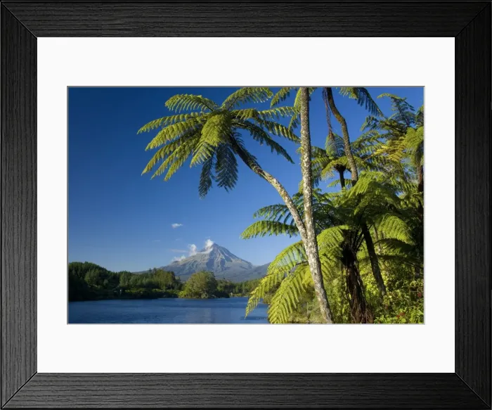 Framed Print : Mount Egmont lake, tree ferns and perfectly cone-shaped volcanoe Mt Egmont also called Mt Taranaki Taranaki, North Island, New Zealand Framed Print : Mount Egmont lake, tree ferns and perfectly cone-shaped volcanoe Mt Egmont also called Mt Taranaki Taranaki, North Island, New Zealand