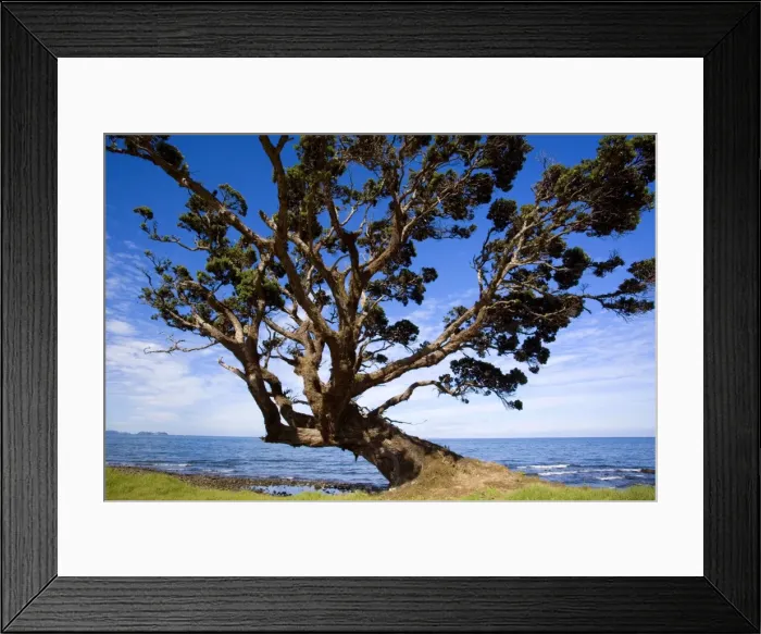 Framed Print : Pohutukawa gnarled and windswept individual of a Pohutukawa, a tree which is very common at the Coromandel coast. Coromandel Peninsula, North Island, New Zealand Framed Print : Pohutukawa gnarled and windswept individual of a Pohutukawa, a tree which is very common at the Coromandel coast. Coromandel Peninsula, North Island, New Zealand