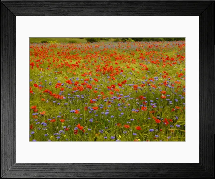 Framed Print : Flowers in meadow - Poppy and Cornflowers - Provence - France Framed Print : Flowers in meadow - Poppy and Cornflowers - Provence - France