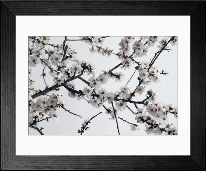 Framed Print : Almond flowers. Provence - France Framed Print : Almond flowers. Provence - France