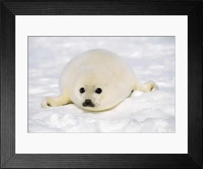 Framed Print : Harp Seal - pup Framed Print : Harp Seal - pup