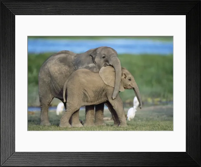 Framed Print : African Elephant - calves playing Amboseli National Park, Kenya Framed Print : African Elephant - calves playing Amboseli National Park, Kenya