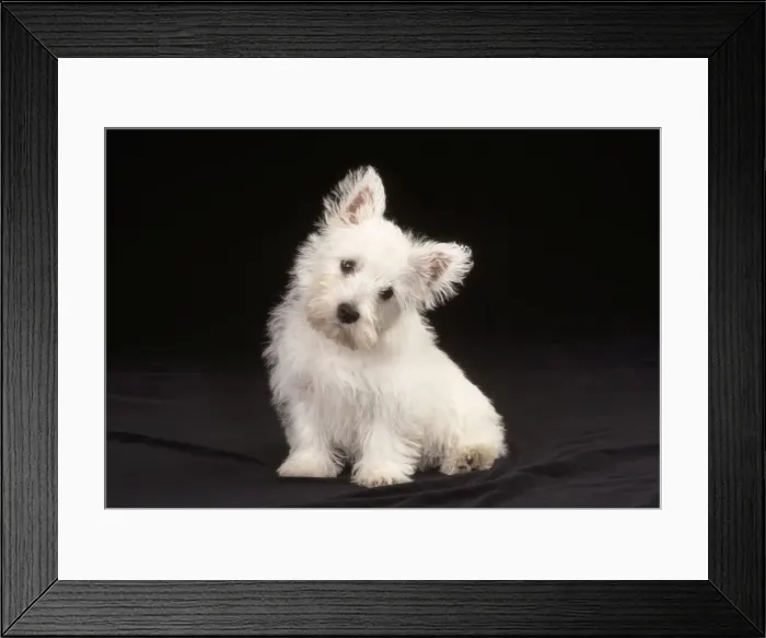 Framed Print : West Highland White Terrier Dog - puppy sitting Framed Print : West Highland White Terrier Dog - puppy sitting