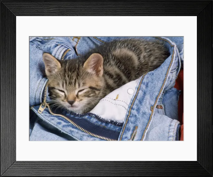 Framed Print : Cat - kitten asleep in jeans Framed Print : Cat - kitten asleep in jeans