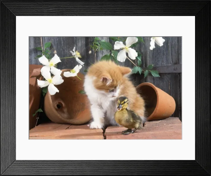 Framed Print : Cat - kitten with duckling Framed Print : Cat - kitten with duckling