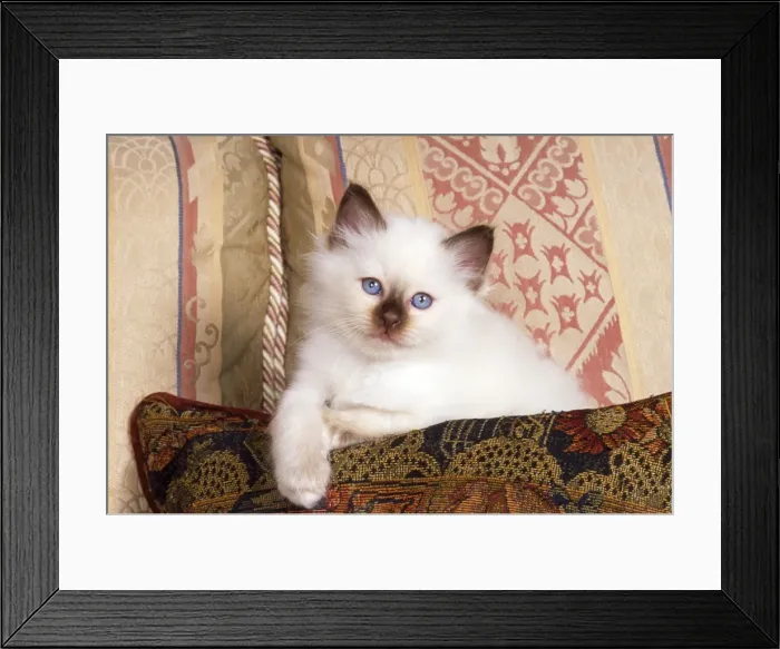 Framed Print : Birman Cat - kitten on sofa Framed Print : Birman Cat - kitten on sofa