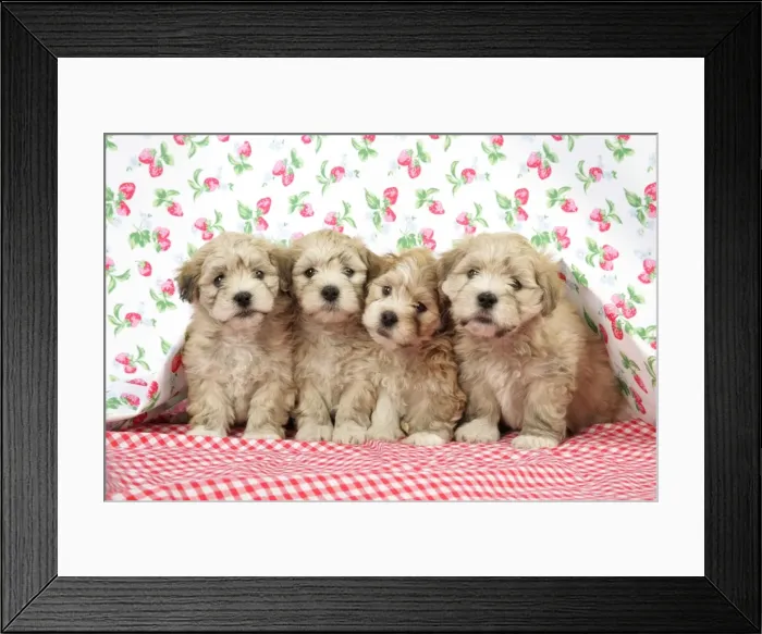 Framed Print : Dog. 7 weeks old Lhasa Apso cross Shih Tzu puppies Framed Print : Dog. 7 weeks old Lhasa Apso cross Shih Tzu puppies