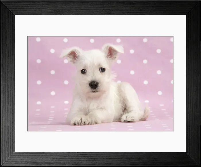 Framed Print : Dog. Miniature Schnauzer puppy (6 weeks old) on pink background Digital Manipulation: background colour Framed Print : Dog. Miniature Schnauzer puppy (6 weeks old) on pink background Digital Manipulation: background colour