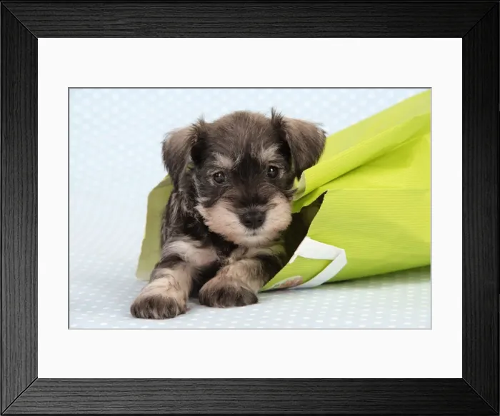 Framed Print : Dog. Miniature Schnauzer puppy (6 weeks old) in bag Framed Print : Dog. Miniature Schnauzer puppy (6 weeks old) in bag