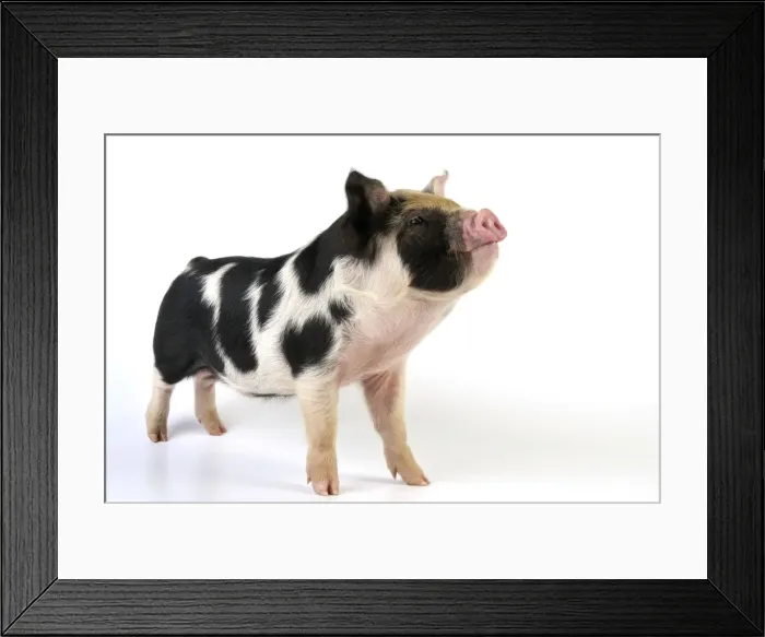 Framed Print : Pig - 2 week old Kune Kune piglet Framed Print : Pig - 2 week old Kune Kune piglet