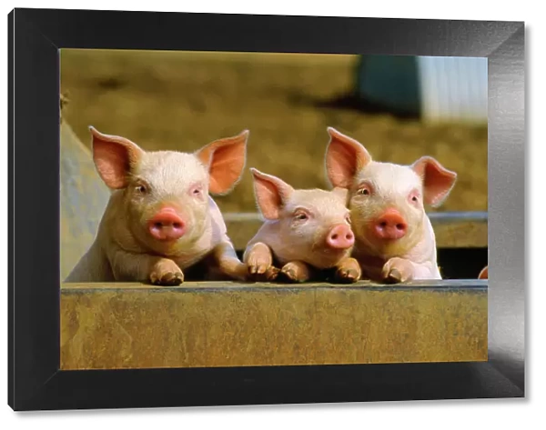 Piglets. JD-7379. PIGS - piglets x three peering over wall