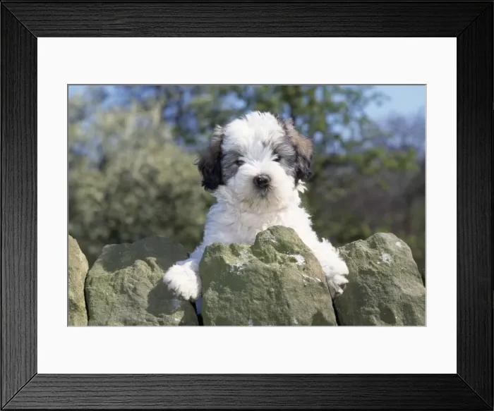 Framed Print : Polish Lowland Sheepdog - puppy Framed Print : Polish Lowland Sheepdog - puppy