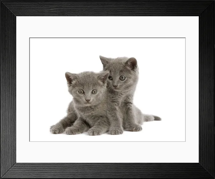 Framed Print : Cat - two grey Chartreux kittens in studio Framed Print : Cat - two grey Chartreux kittens in studio