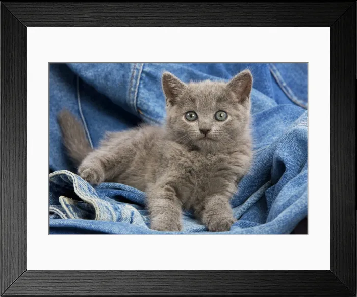 Framed Print : Cat - grey Chartreux kitten on jean material Framed Print : Cat - grey Chartreux kitten on jean material