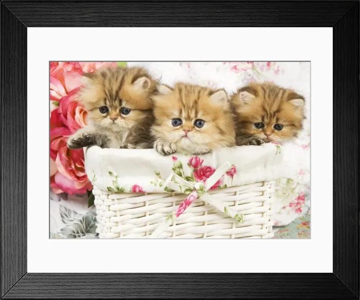 Framed Print : Cat - three Golden shaded Persian kittens Framed Print : Cat - three Golden shaded Persian kittens