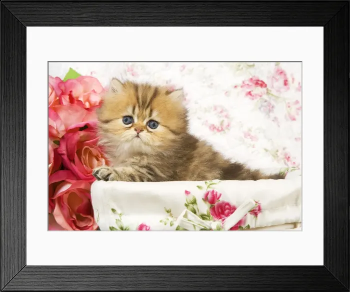 Framed Print : Cat - Golden shaded Persian kitten Framed Print : Cat - Golden shaded Persian kitten