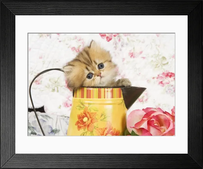 Framed Print : Cat - Golden shaded Persian kitten in water jug Framed Print : Cat - Golden shaded Persian kitten in water jug