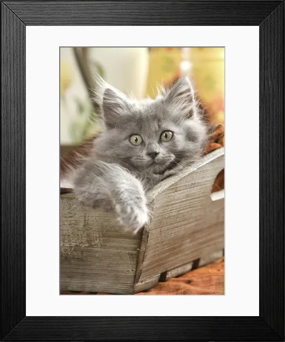 Framed Print : Cat - Grey kitten lying in wooden box Framed Print : Cat - Grey kitten lying in wooden box