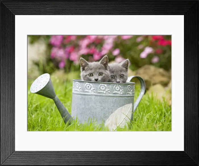 Framed Print : Cat - two Chartreux kittens in watering can