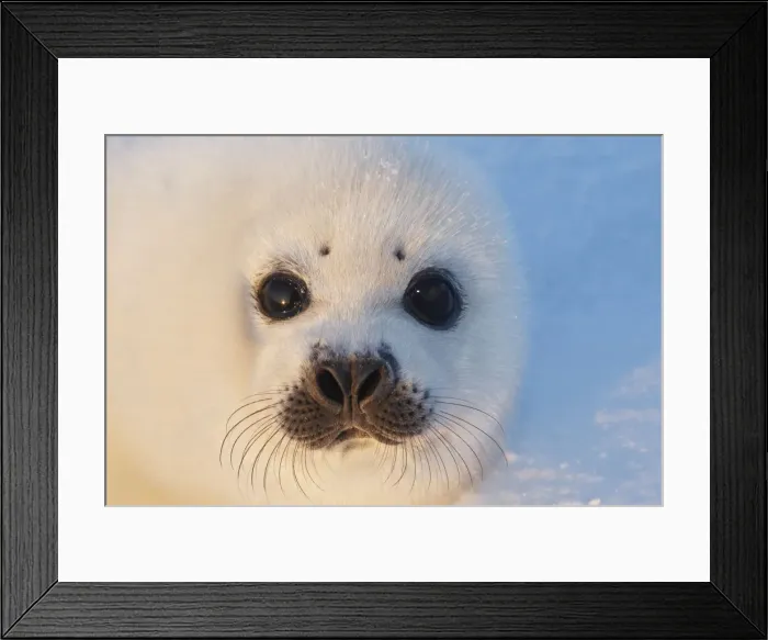 Framed Print : Harp Seal - baby Magdalen Islands Quebec Canada Framed Print : Harp Seal - baby Magdalen Islands Quebec Canada