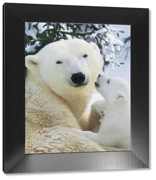 Polar Bear - parent with cub Digital Manipulation: removed one cub