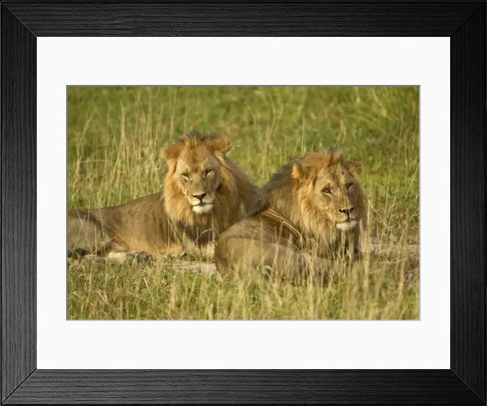 Framed Print : Two male lions - close up resting in evening light - Kalahari - Botswana Framed Print : Two male lions - close up resting in evening light - Kalahari - Botswana