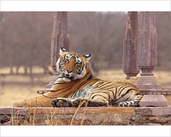 Royal Bengal  /  Indian Tiger at the cenotaph; Ranthambhor National Park, India