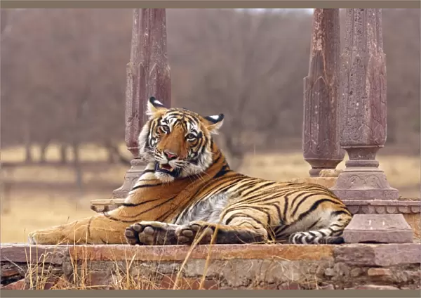 Royal Bengal  /  Indian Tiger at the cenotaph; Ranthambhor National Park, India
