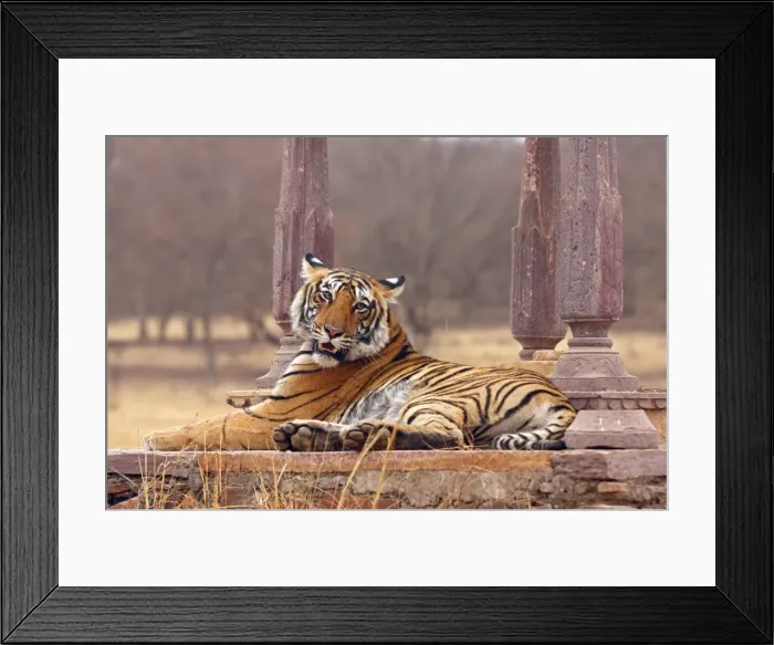 Framed Print : Royal Bengal / Indian Tiger at the cenotaph; Ranthambhor National Park, India Framed Print : Royal Bengal / Indian Tiger at the cenotaph; Ranthambhor National Park, India