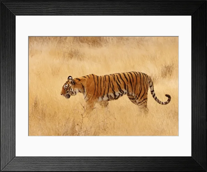 Framed Print : Royal Bengal / Indian Tiger walking around grassland. Ranthambhor National Park - India Framed Print : Royal Bengal / Indian Tiger walking around grassland. Ranthambhor National Park - India