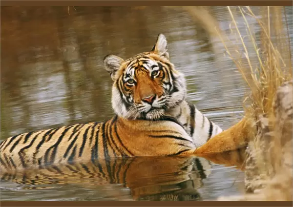 Royal Bengal  /  Indian Tiger in the forest pond, Ranthambhor National Park, India